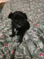 Brad, a male Cockapoo for sale in Somerville, TN – Photo 4 of 4