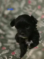 Brad, a male Cockapoo for sale in Somerville, TN – Photo 1 of 4