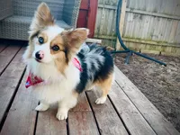 Raya, a female Pembroke Welsh Corgi for sale in Green Bay, WI – Photo 3 of 5