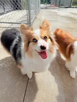 Raya, a female Pembroke Welsh Corgi for sale in Green Bay, WI – Photo 2 of 5