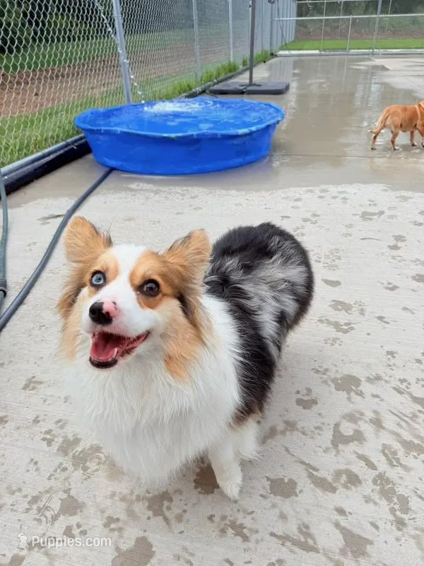 Raya, a female Pembroke Welsh Corgi for sale in Green Bay, WI – Photo 1 of 5