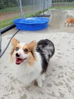 Raya, a female Pembroke Welsh Corgi for sale in Green Bay, WI – Photo 1 of 5