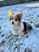 Raya, a female Pembroke Welsh Corgi for sale in Green Bay, WI – Photo 5 of 5