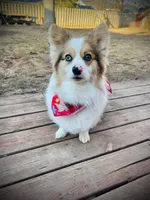 Raya, a female Pembroke Welsh Corgi for sale in Green Bay, WI – Photo 4 of 5