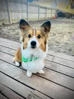 Wilbert. , a male Pembroke Welsh Corgi for sale in Green Bay, WI – Photo 3 of 4