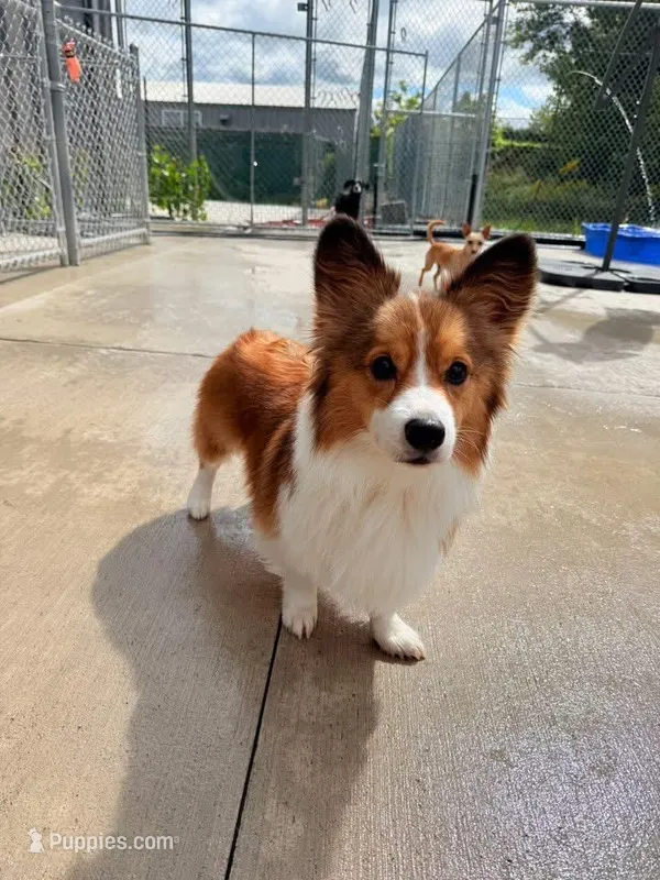 Wilbert. , a male Pembroke Welsh Corgi for sale in Green Bay, WI – Photo 1 of 4