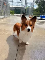 Wilbert. , a male Pembroke Welsh Corgi for sale in Green Bay, WI – Photo 1 of 4