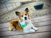 Wilbert. , a male Pembroke Welsh Corgi for sale in Green Bay, WI – Photo 4 of 4