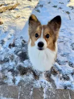 Wilbert. , a male Pembroke Welsh Corgi for sale in Green Bay, WI – Photo 2 of 4