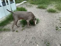 Curt, a male Weimaraner for sale in Bullhead City, AZ – Photo 4 of 5