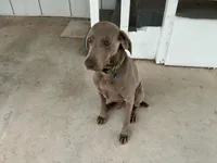 Curt, a male Weimaraner for sale in Bullhead City, AZ – Photo 2 of 5