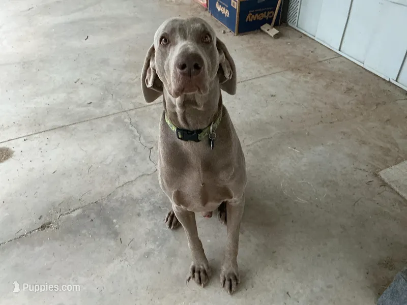 Curt, a male Weimaraner for sale in Bullhead City, AZ – Photo 1 of 5