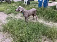 Curt, a male Weimaraner for sale in Bullhead City, AZ – Photo 5 of 5