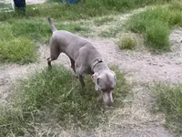 Curt, a male Weimaraner for sale in Bullhead City, AZ – Photo 3 of 5
