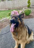 Delilah, a female German Shepherd Dog for sale in Woodland, WA – 1 of 2