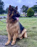 Delilah, a female German Shepherd Dog for sale in Woodland, WA – 2 of 2