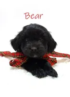 Bear, a male Miniature Goldendoodle for sale in Demopolis, AL – 7 of 10