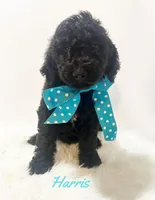 Harris, a male Goldendoodle for sale in Demopolis, AL – 2 of 7