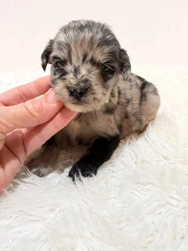 Mini Goldendoodle  – Miniature Goldendoodle puppy for sale in Demopolis, AL