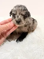 Mini Goldendoodle , a female Miniature Goldendoodle for sale in Demopolis, AL – 1 of 6