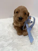 Max F1, a male Goldendoodle for sale in Demopolis, AL – 2 of 6