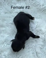Mini Goldendoodle , a female Miniature Goldendoodle for sale in Demopolis, AL – 2 of 3