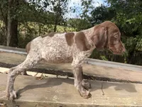 Logan AKC, a female German Shorthaired Pointer for sale in Demopolis, AL – 3 of 3