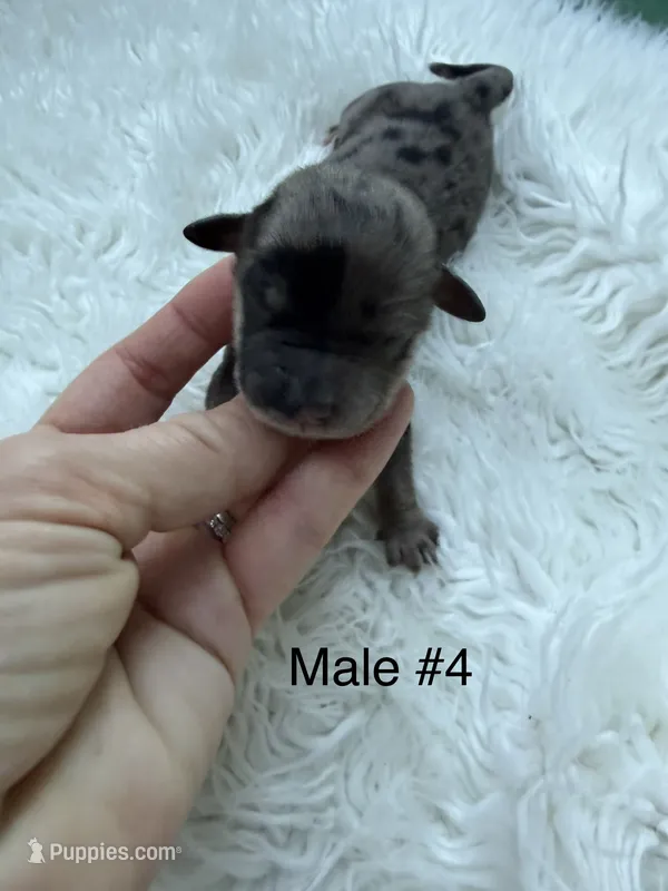 Mini Goldendoodle  – Miniature Goldendoodle puppy for sale in Demopolis, AL