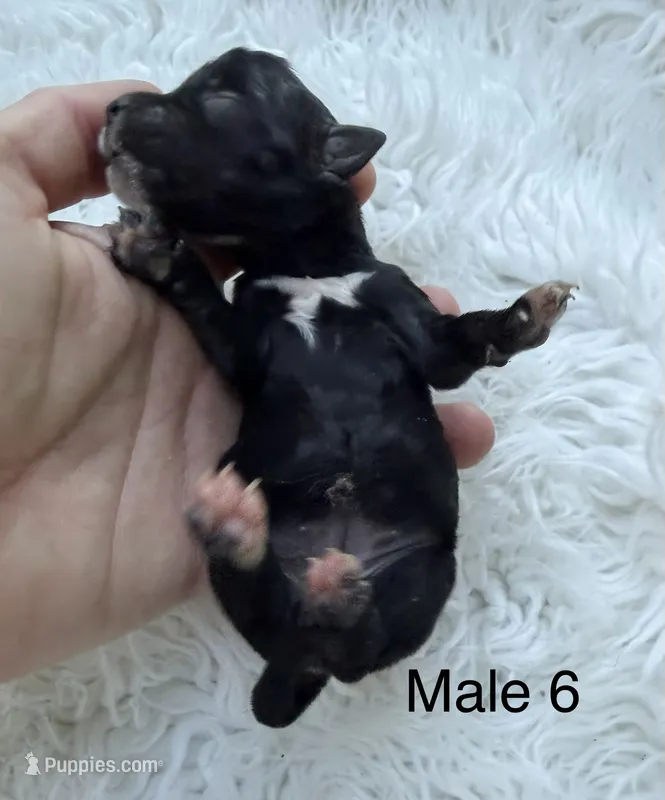 Mini Goldendoodle  – Miniature Goldendoodle puppy for sale in Demopolis, AL