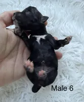 Mini Goldendoodle , a male Miniature Goldendoodle for sale in Demopolis, AL – 1 of 2