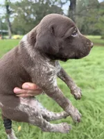 AKC Mae, a female German Shorthaired Pointer for sale in Demopolis, AL – 6 of 6