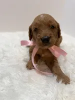 Stella F1, a female Goldendoodle for sale in Demopolis, AL – 2 of 6