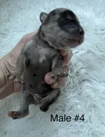 Mini Goldendoodle , a male Miniature Goldendoodle for sale in Demopolis, AL – 3 of 4