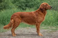 Stella F1, a female Goldendoodle for sale in Demopolis, AL – 7 of 8