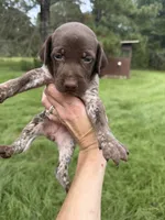 AKC Mae, a female German Shorthaired Pointer for sale in Demopolis, AL – 5 of 6