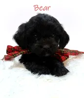 Bear, a male Miniature Goldendoodle for sale in Demopolis, AL – 8 of 10