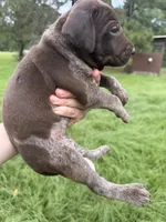 AKC Jersey , a female German Shorthaired Pointer for sale in Demopolis, AL – 6 of 6