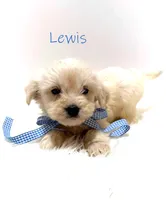 Lewis, a male Miniature Goldendoodle for sale in Demopolis, AL – 10 of 10