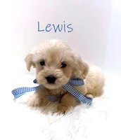 Lewis, a male Miniature Goldendoodle for sale in Demopolis, AL – 3 of 10