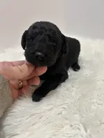 Jade, a female Goldendoodle for sale in Demopolis, AL – Photo 4 of 5