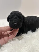 Jade, a female Goldendoodle for sale in Demopolis, AL – Photo 3 of 5