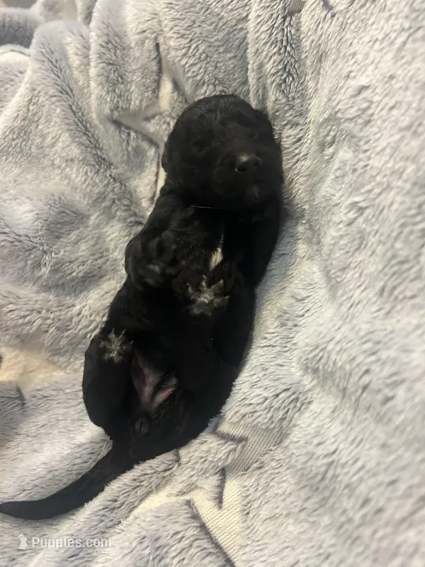 Jade – Goldendoodle puppy for sale in Demopolis, AL