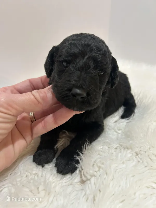 Jade – Goldendoodle puppy for sale in Demopolis, AL