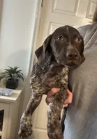 AKC GSP Raleigh, a female German Rough-haired Pointer for sale in Demopolis, AL – Photo 3 of 5