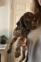 AKC GSP Raleigh, a female German Rough-haired Pointer for sale in Demopolis, AL – Photo 4 of 5