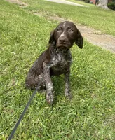 AKC GSP Raleigh, a female German Rough-haired Pointer for sale in Demopolis, AL – Photo 1 of 5