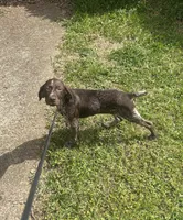 AKC GSP Raleigh, a female German Rough-haired Pointer for sale in Demopolis, AL – Photo 2 of 5
