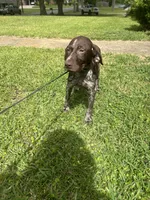 AKC GSP Raleigh, a female German Rough-haired Pointer for sale in Demopolis, AL – Photo 5 of 5