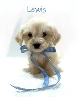 Lewis, a male Miniature Goldendoodle for sale in Demopolis, AL – 9 of 10