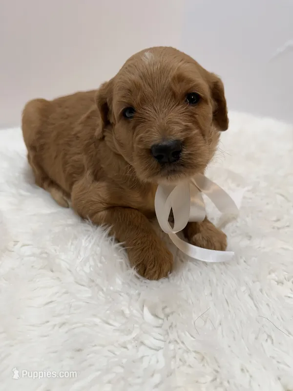 F1 Hallie  – Goldendoodle puppy for sale in Demopolis, AL